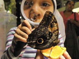 Los primeros en conocer de cerca a las nuevas habitantes del museo fueron un grupo de niños. MUSEO DE HISTORIA NATURAL DE NY  /