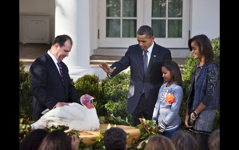 Obama perdona la vida a los pavos Apple y Cider, ambos de 21 semanas y 20 kilos, como un gesto previo al Día de Acción de Gracias. AP  /