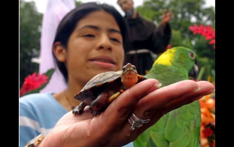 Más del 90 por ciento de los animales mueren durante su traslado de un lugar a otro. ARCHIVO  /