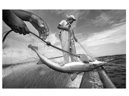 Fotografía de Alejandro Rivas para la agencia internacional Viso Photo ganadora del premio. ESPECIAL  /