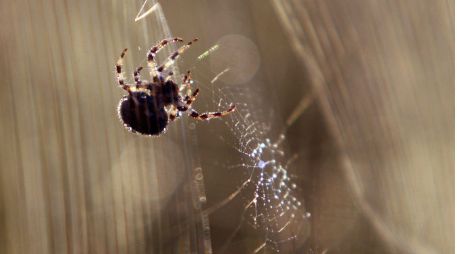 Una tenebrosa pero delicada muestra de la vida salvaje. ARCHIVO  /