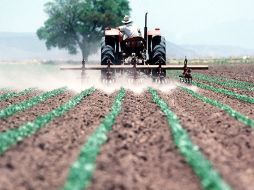 Este año, las medidas de vigilancia y evaluación sobre el cumplimiento del programa de siembras de invierno, serán extremas. ARCHIVO  /