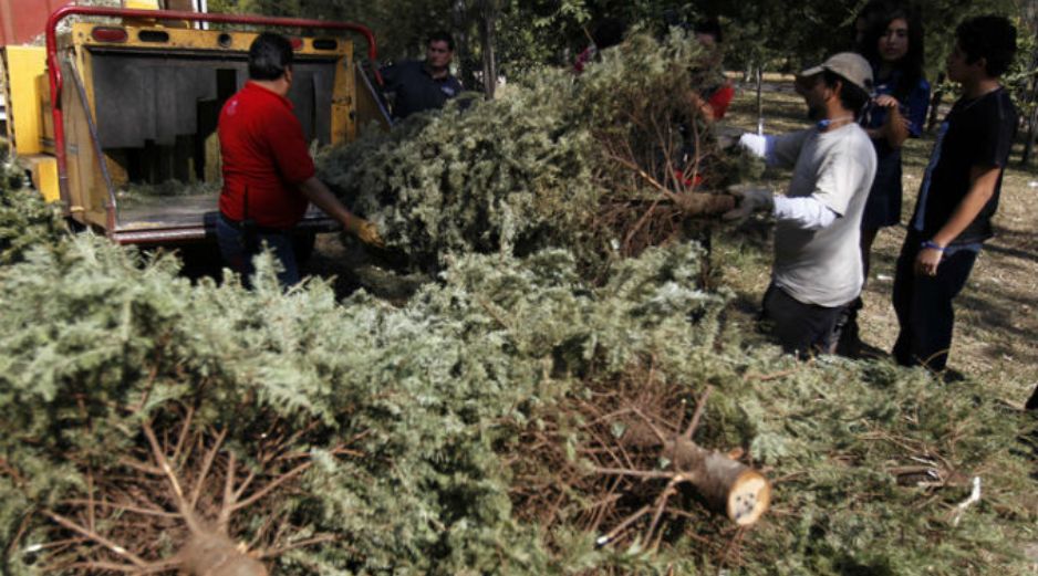 Por cada diez árboles recolectados se obtienen por medio del reciclaje, 20 kilos de tierra fértil para nutrir las áreas verdes. ARCHIVO /