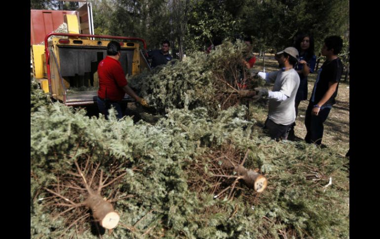 Por cada diez árboles recolectados se obtienen por medio del reciclaje, 20 kilos de tierra fértil para nutrir las áreas verdes. ARCHIVO /