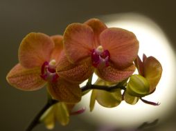 En Oaxaca crecen 715 especies de orquídeas diferentes, poco más de la mitad de las mil 300 registradas en México. ARCHIVO /