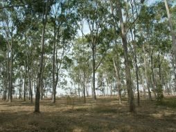 Denuncian que no se cuenta con algún tipo de vigilancia para evitar delitos en el bosque de El Centinela. ARCHIVO /