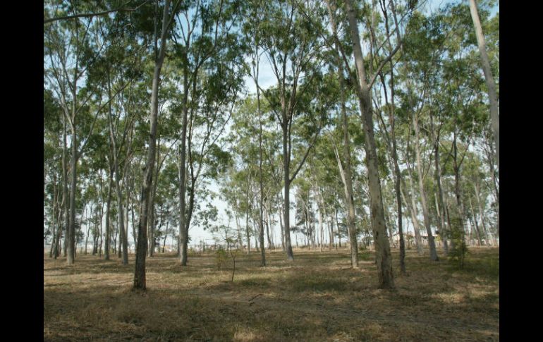 Denuncian que no se cuenta con algún tipo de vigilancia para evitar delitos en el bosque de El Centinela. ARCHIVO /