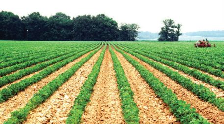 Apoyo. Cubrirá una producción de 110,000 toneladas de maíz y soya. EE  /