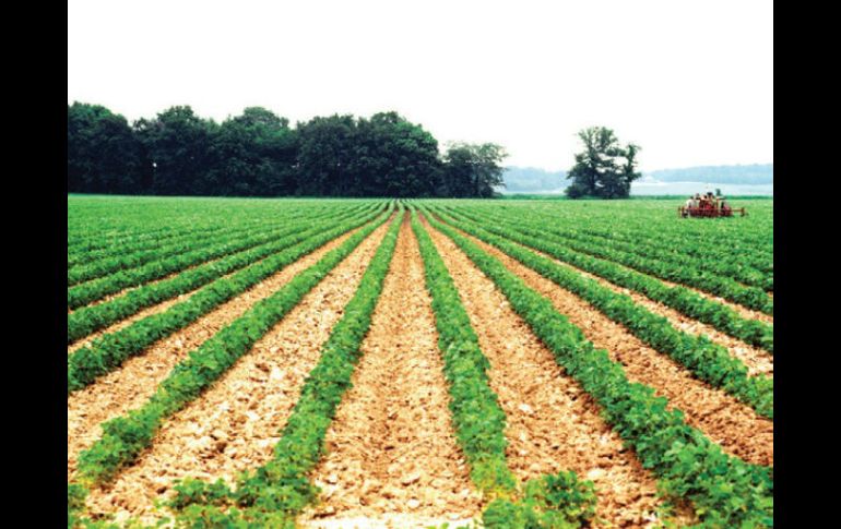 Apoyo. Cubrirá una producción de 110,000 toneladas de maíz y soya. EE  /