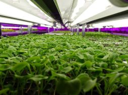 La instalación de agricultura en interiores produce actualmente 10 tipos de verduras. ESPECIAL /