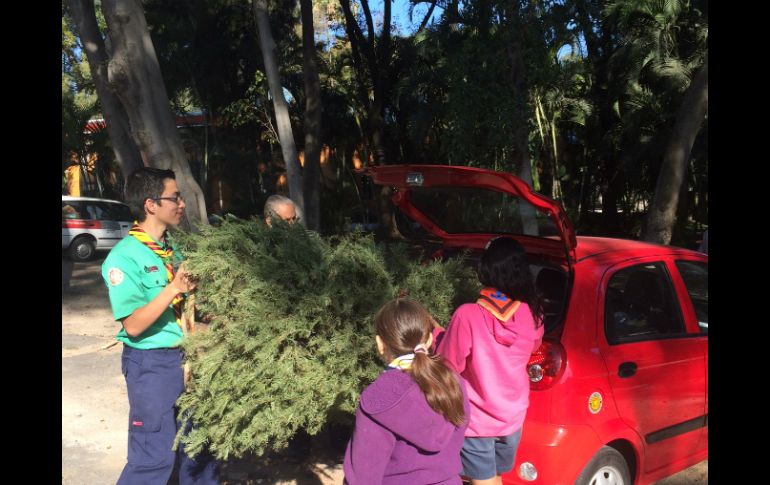 Ya se han recibido cerca de 50 árboles que fueron utilizados en fiestas decembrinas. EL INFORMADOR / O. García