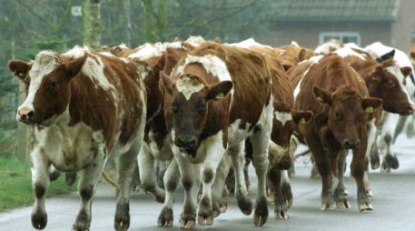 En 2005 había 25 mil 600 productores de carne en Alberta y para 2011 la cifra bajó a 18 mil 600. AP / ARCHIVO