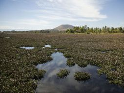 El lirio complica la pesca en la Presa de Valencia. EL INFORMADOR / ARCHIVO