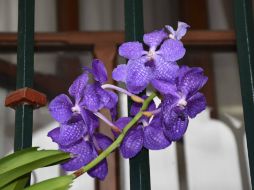 Además de la exhibición, se ofrecerán conferencias y talleres sobre el cultivo de esta flor. FACEBOOK / Walther Ulloa