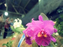 La flor es apreciada por su belleza y elegancia, por lo que sacarla de su hábitat natural puede causar persecusión de las autoridades. EL INFORMADOR / ARCHIVO