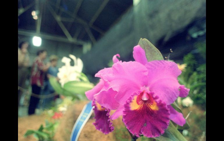 La flor es apreciada por su belleza y elegancia, por lo que sacarla de su hábitat natural puede causar persecusión de las autoridades. EL INFORMADOR / ARCHIVO