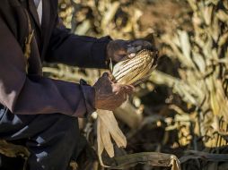 Tenencia de la tierra y envejecimiento de población dedicada al campo, retos del sector agropecuario en países en vías de desarrollo. EL INFORMADOR / ARCHIVO