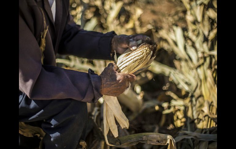 Tenencia de la tierra y envejecimiento de población dedicada al campo, retos del sector agropecuario en países en vías de desarrollo. EL INFORMADOR / ARCHIVO