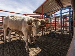 El monto total del daño que calcula la organización ganadera es por cinco mil millones de dólares. EL INFORMADOR / ARCHIVO