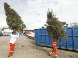 Los árboles recolectados se trituran y se hace composta para áreas verdes, camellones o jardines públicos. EL INFORMADOR / ARCHIVO