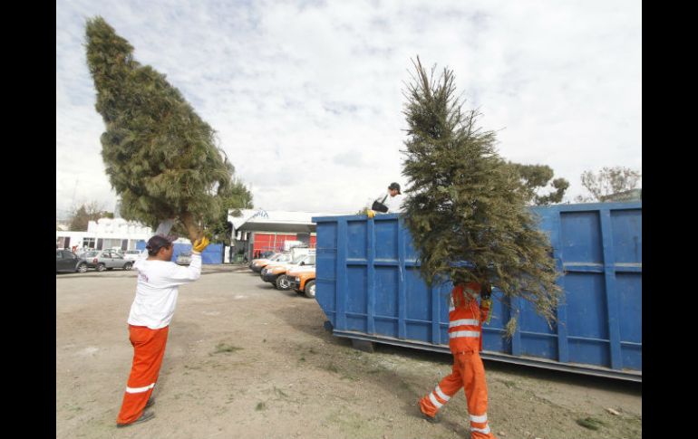 Los árboles recolectados se trituran y se hace composta para áreas verdes, camellones o jardines públicos. EL INFORMADOR / ARCHIVO