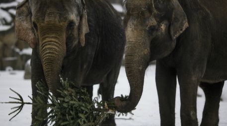 El director del zoológico afirma que los árboles son un buen suplemento a la comida que reciben los elefantes. AP / M. Schreiber