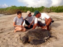 Para la protección de las tortugas se realizan permanentes programadas de limpieza. TWITTER / @parquegalapagos