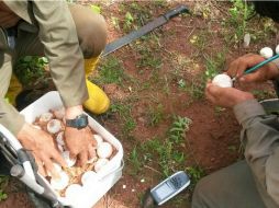 Los huevos permanecerán en incubadoras y después los ejemplares serán criados hasta que tengan cinco años. TWITTER / @parquegalapagos