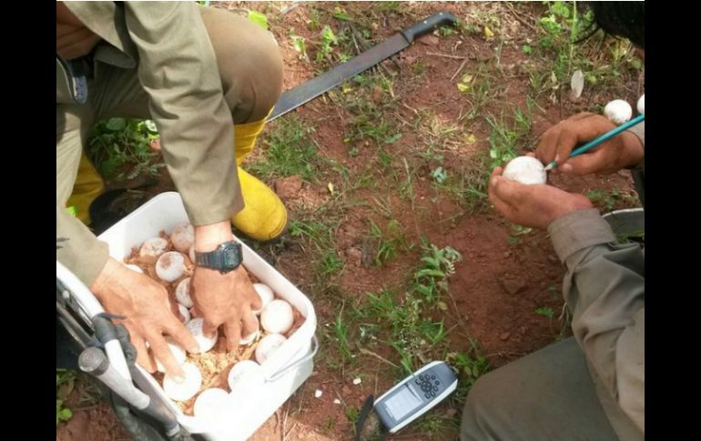 Los huevos permanecerán en incubadoras y después los ejemplares serán criados hasta que tengan cinco años. TWITTER / @parquegalapagos