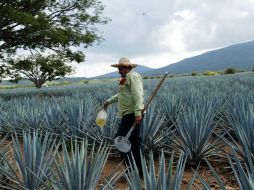 Destacan que en la última década, Tequila ha alcanzado el millón 200 mil de visitantes. EL INFORMADOR / ARCHIVO