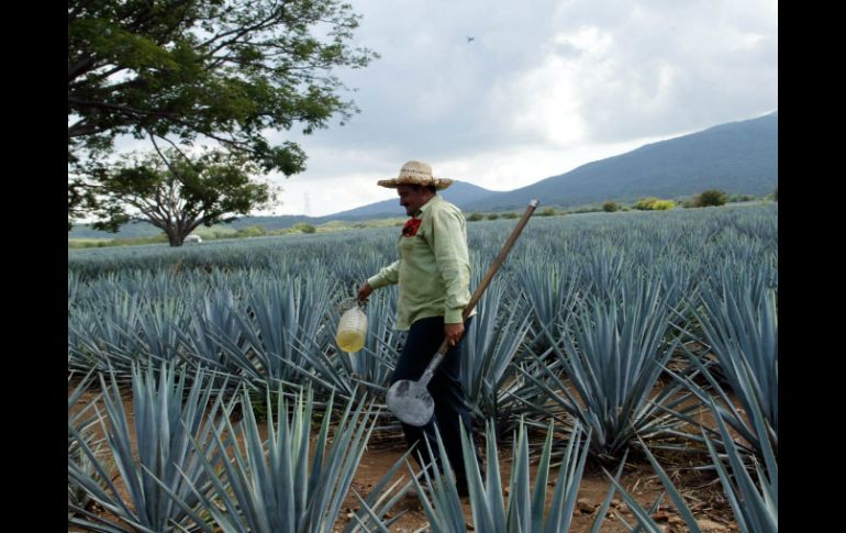 Destacan que en la última década, Tequila ha alcanzado el millón 200 mil de visitantes. EL INFORMADOR / ARCHIVO