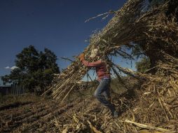 El padrón de jornaleros pretende reconocer los derechos laborales e impulsar contrataciones empresariales desde este sector. EL INFORMADOR / ARCHIVO