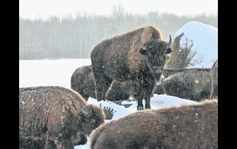 Espacios en blanco. La complementación entre disciplinas científicas determinó el proceso evolutivo del bisonte. AP /