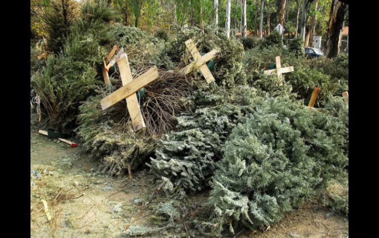 Por cada diez árboles recolectados se obtienen cerca de 20 kilos de tierra fértil. ESPECIAL / Ayuntamiento de Tlajomulco