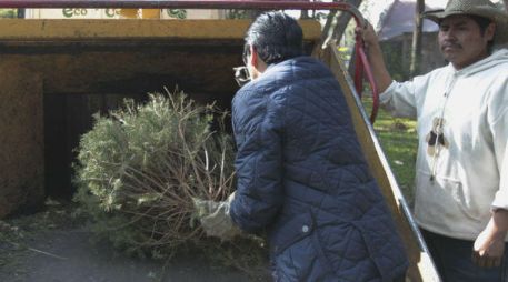 Los arbolitos recolectados serán triturados para hacer mulch, el cual se coloca en diferentes camellones del municipio. EL INFORMADOR / ARCHIVO