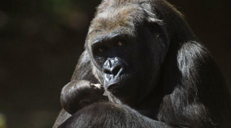 Imbi sostiene a su cría recién nacida en el zoológico de Belo Horizonte, en Brasil AFP / D. Magno