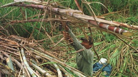 No se gravará el azúcar nacional con el 40.48% y 42.14% que se le impuso por incurrir en dumping. EL INFORMADOR / ARCHIVO