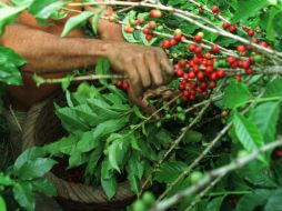 Alrededor de 125 millones de personas viven de la producción de café en los países en desarrollo de África, Asia y América Latina. AP / ARCHIVO