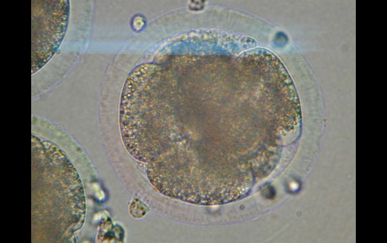 Sólo se permitió el desarrollo de los embriones por pocos días y no se tuvo la intención de implantarlos en un útero. AFP / ARCHIVO