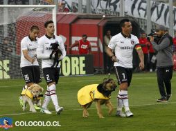 El cuadro inicial salió al terren de juego antes del incio ante el Antofagasta  junto a algunos canes. ESPECIAL / colocolo.cl