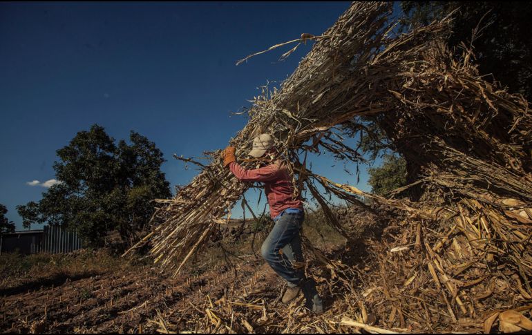 Sólo 12 municipios de la Entidad están afiliados al Padrón de Jornaleros. EL INFORMADOR/Archivo