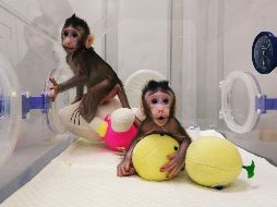 Los dos clones, llamados Zhong Zhong y Hua Hua, están vivos y sanos. AFP / Chinese Academy of Sciences