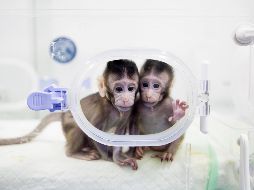 Los primates, dos macacos de cola larga, fueron creados mediante una transferencia nuclear de células somáticas. AP/J. Liwang