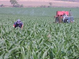 Jalisco vende sus alimentos a 122 países, aunque el mayor cliente es Estados Unidos. EL INFORMADOR / ARCHIVO