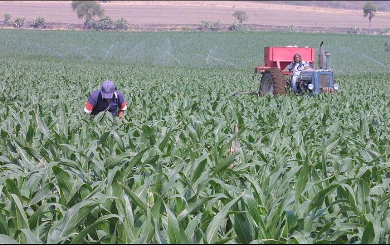 Jalisco vende sus alimentos a 122 países, aunque el mayor cliente es Estados Unidos. EL INFORMADOR / ARCHIVO