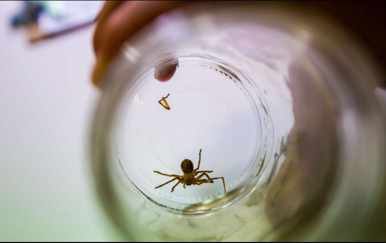 Cuando se determinó que el veneno de una araña violinista era lo que estaba causando el mal, se buscó el antídoto en varios sitios del país, hasta que éste fue donado por laboratorios Silanes. EL INFORMADOR / ARCHIVO
