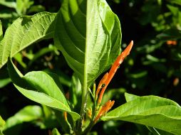 Esta especie también es muy consumida a manera de infusión por las mujeres, principalmente como reguladora del ciclo menstrual. ESPECIAL / UdeG