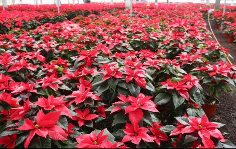 Este año, el Estado de México aspira a escalar peldaños en la producción de flor de Nochebuena en sus 12 variedades. NTX/ESPECIAL