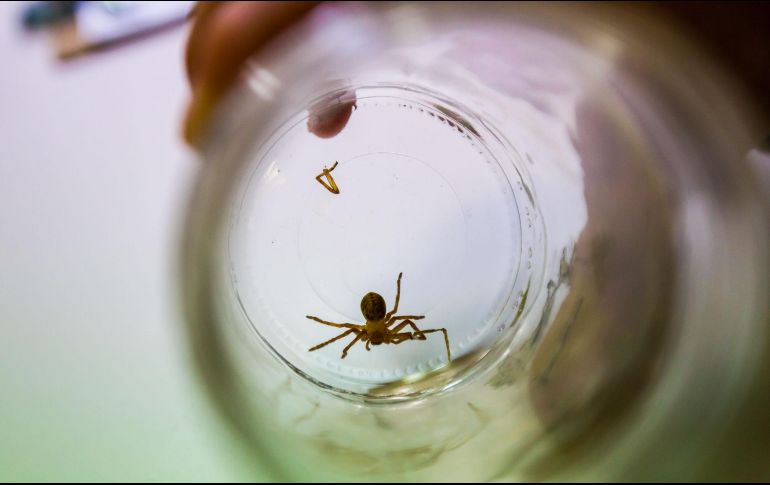La picadura de estos arácnidos puede poner en riesgo la vida de las personas si no acude al médico una vez recibida la picadura. EL INFORMADOR / ARCHIVO