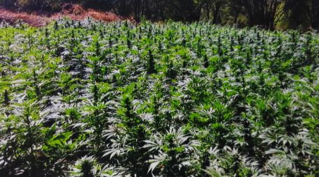  Por lo anterior, se recabaron muestras representativas que fueron puestas a disposición del Ministerio Público de la Federación. NTX/ ARCHIVO